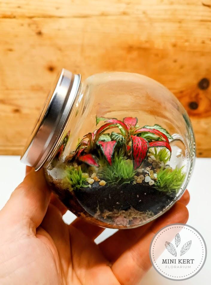 Közepes döntött, zárt üvegtartály florárium