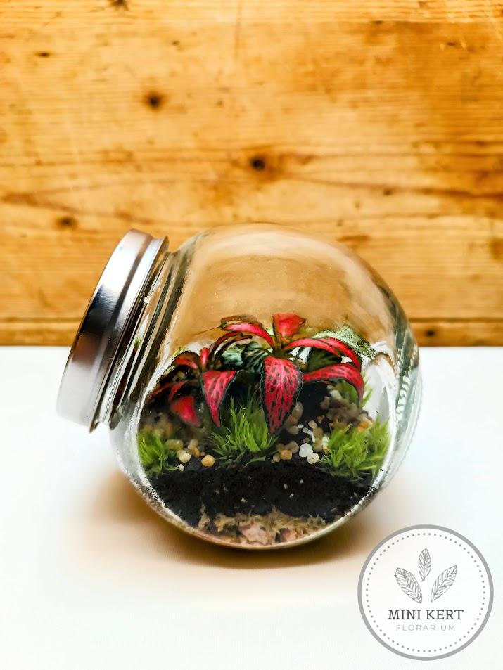 Közepes döntött, zárt üvegtartály florárium