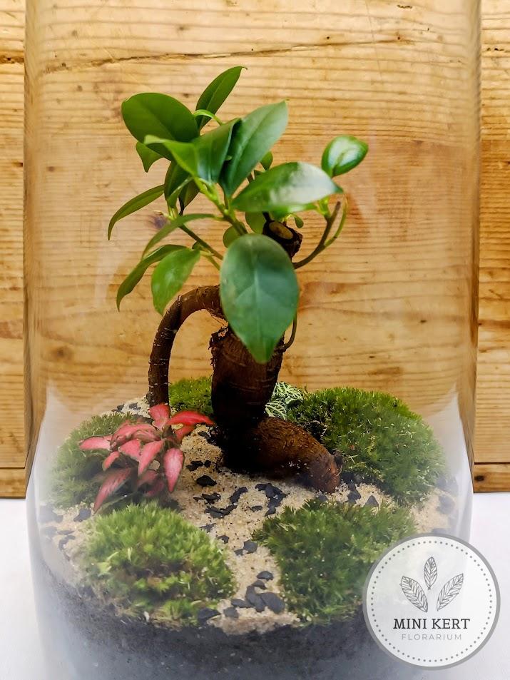Magas üvegváza florárium - Bonsai Ginzeng