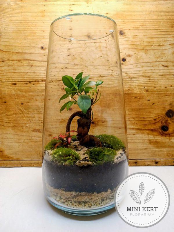 Magas üvegváza florárium - Bonsai Ginzeng