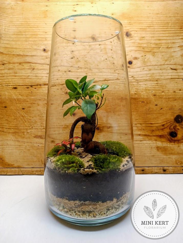 Magas üvegváza florárium - Bonsai Ginzeng