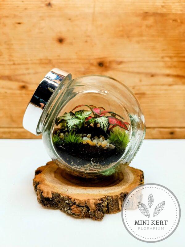 Mini döntött florárium fakorongon