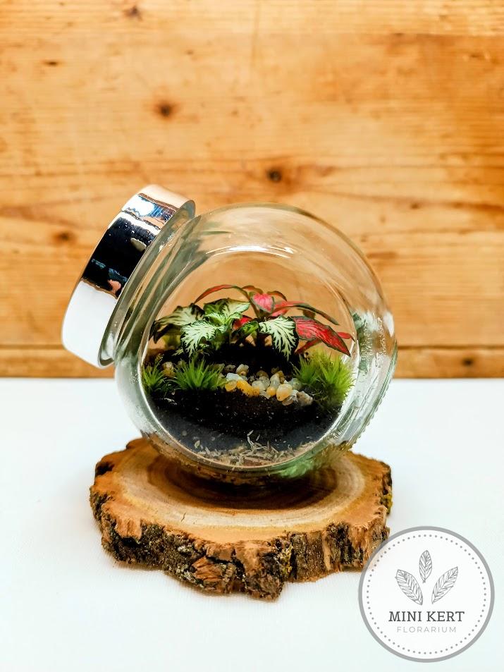 Mini döntött florárium fakorongon