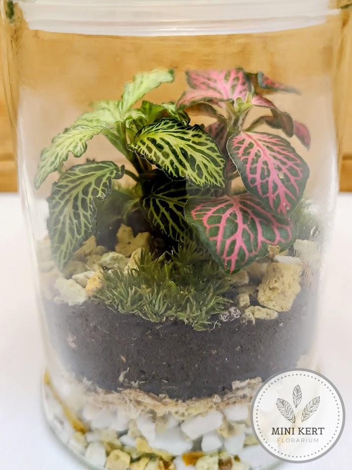 Zárt üvegtetős florárium, 15 cm magas