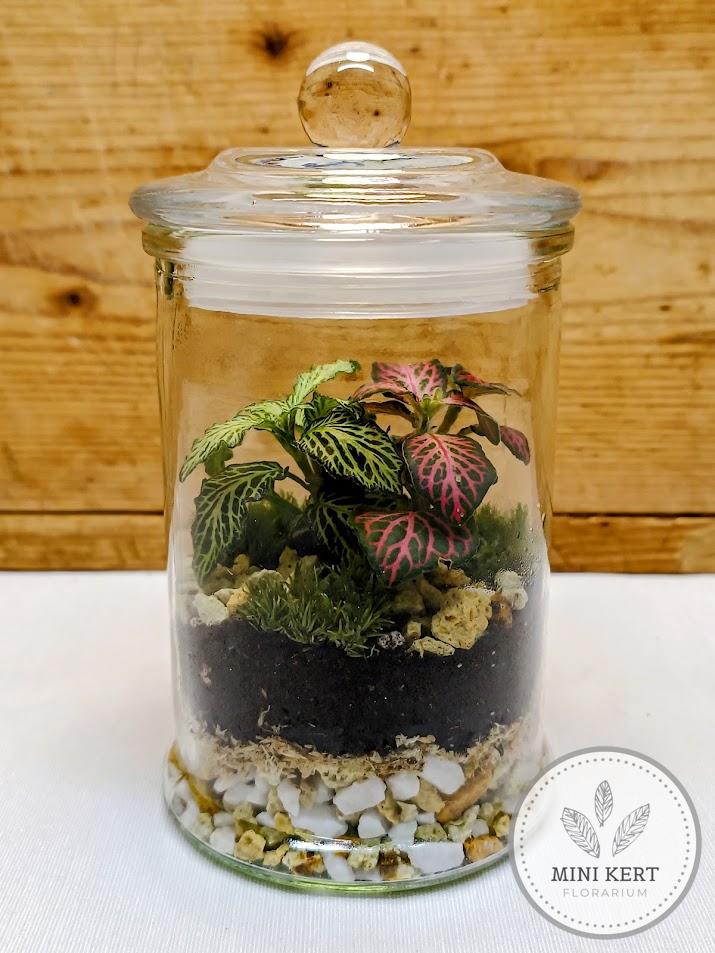 Zárt üvegtetős florárium, 15 cm magas