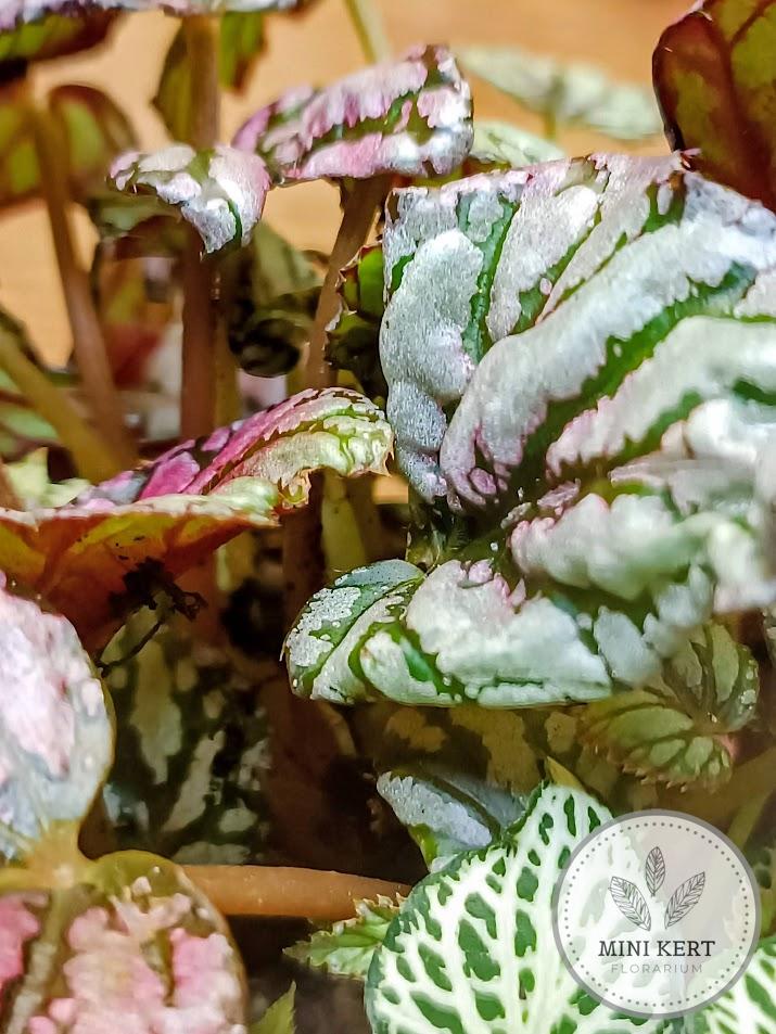 Begonia rex florárium - Nagyon király!