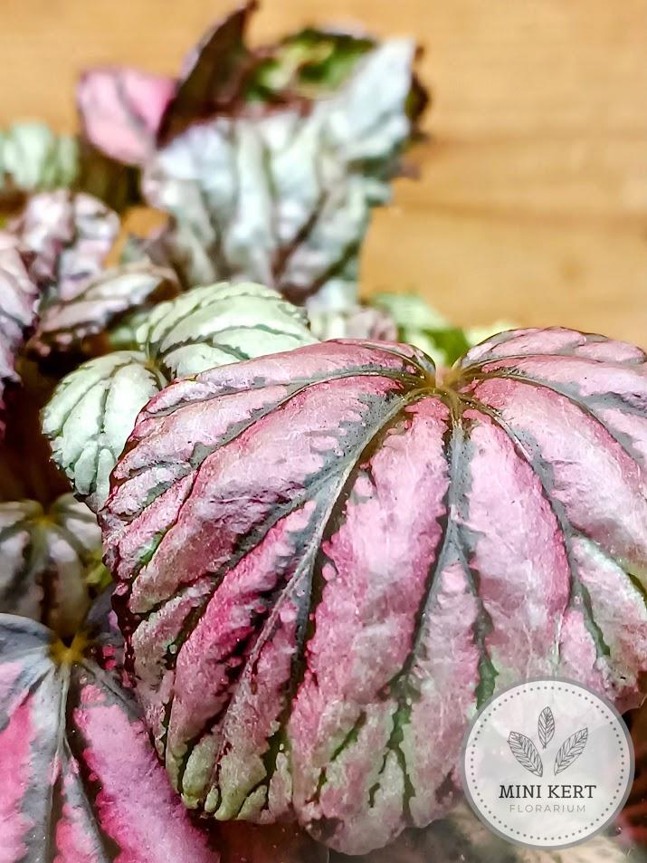 Begonia rex florárium - Nagyon király!