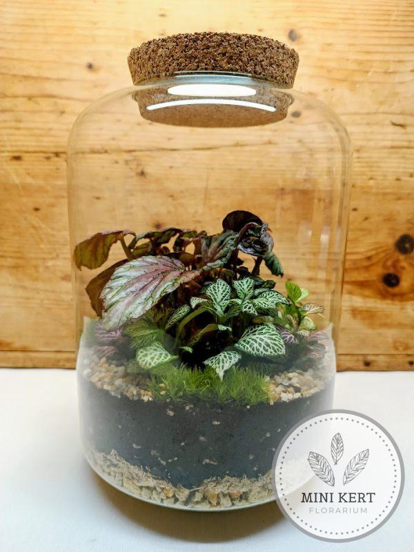 Begonia rex florárium - Nagyon király!