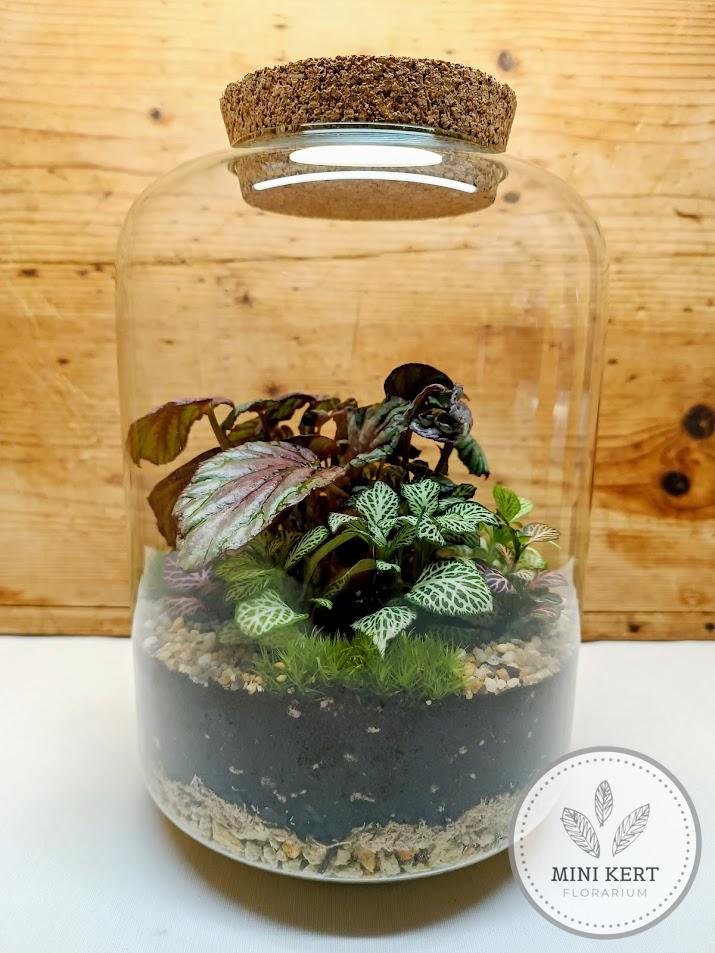 Begonia rex florárium - Nagyon király!