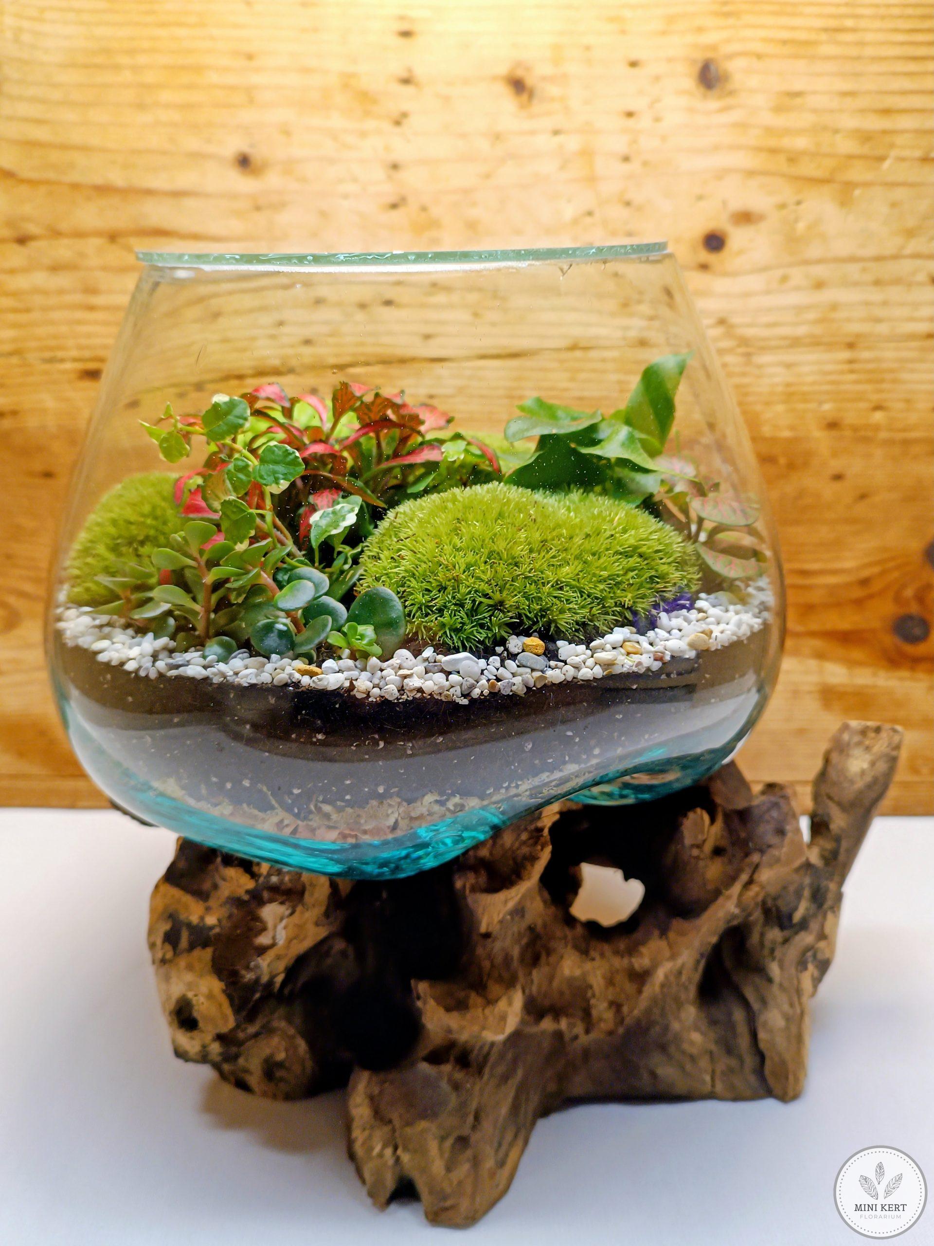 Kayu exkluzív kehely florárium - Aldo