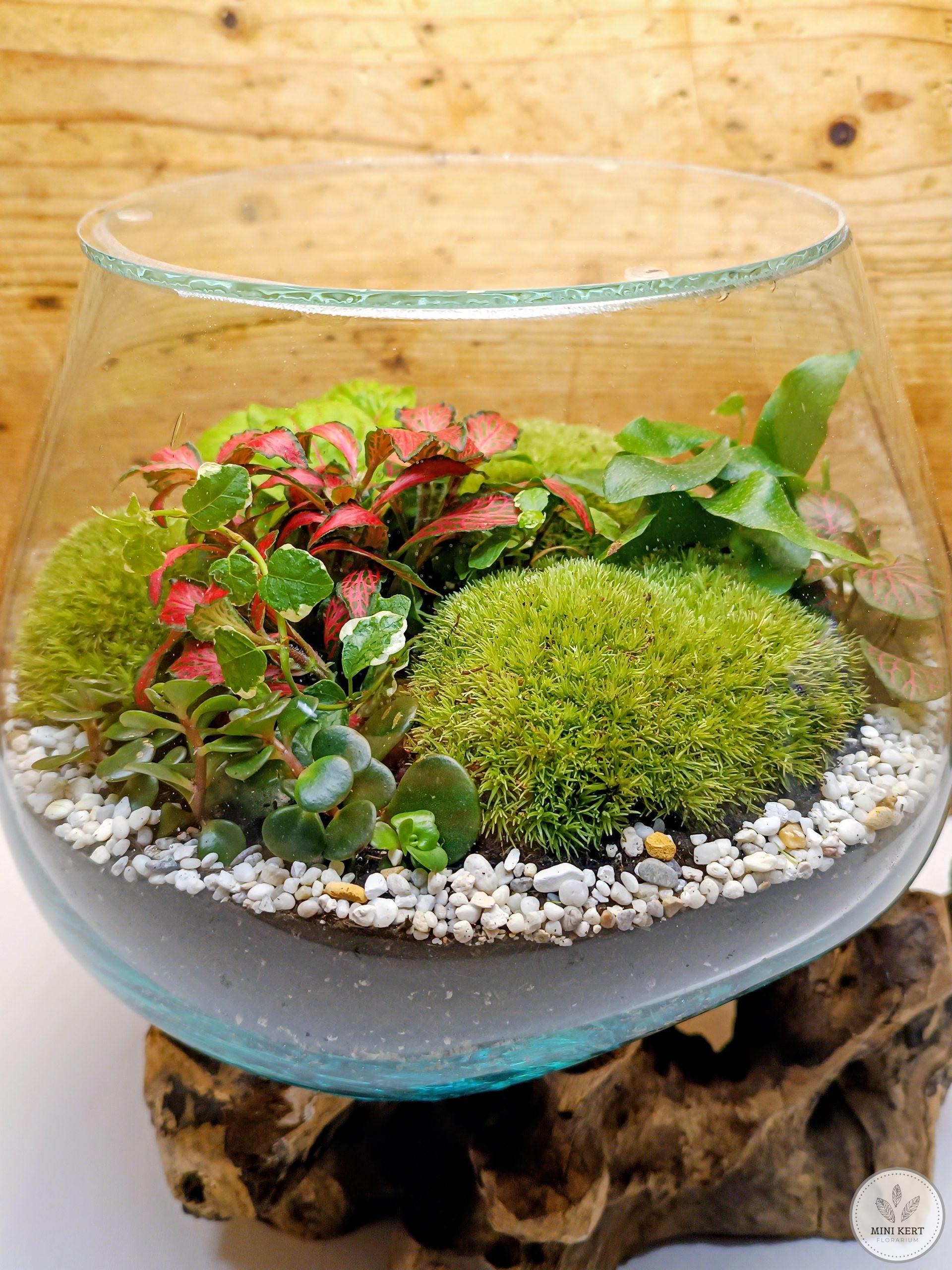 Kayu exkluzív kehely florárium - Aldo - Image 2