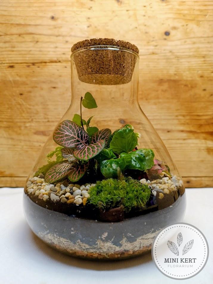 Kis lombikformájú florárium parafatetővel