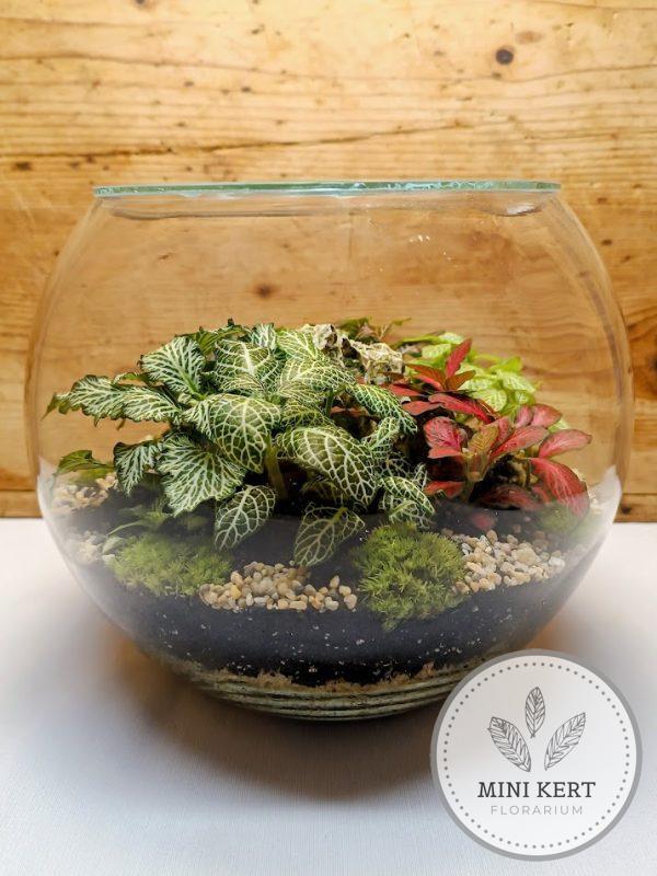 Üveggömb florárium - Fittóniák sziklával