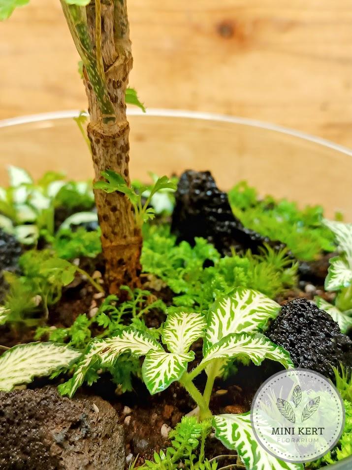 Exkluzív tojás formájú florárium - Arália