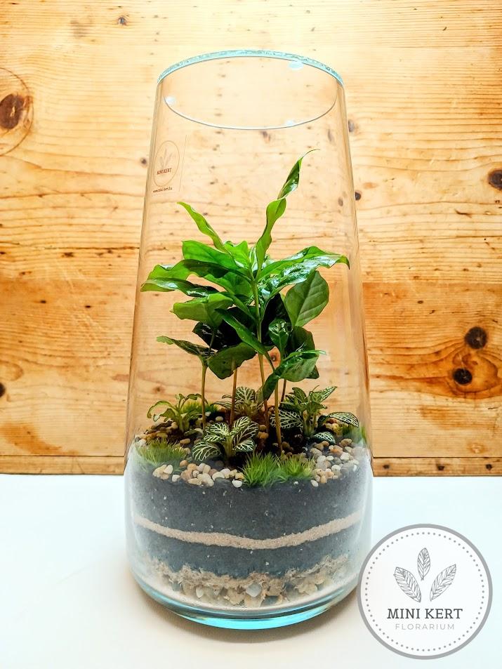 Magas üvegváza florárium - Kávécserje