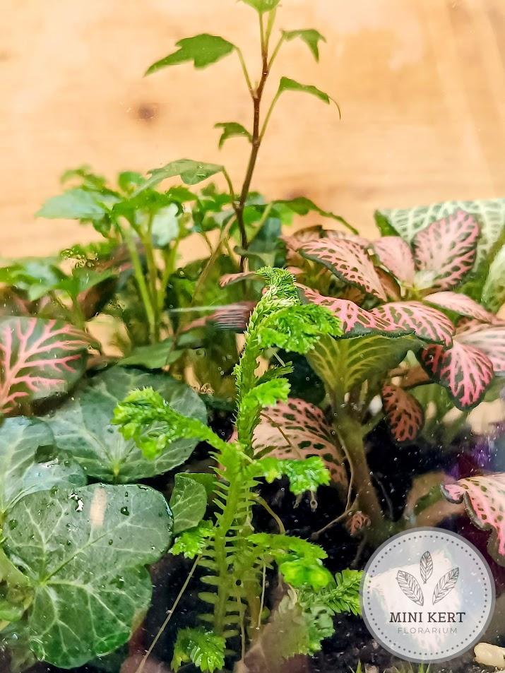 Nagy Erlenmeyer lombik florárium