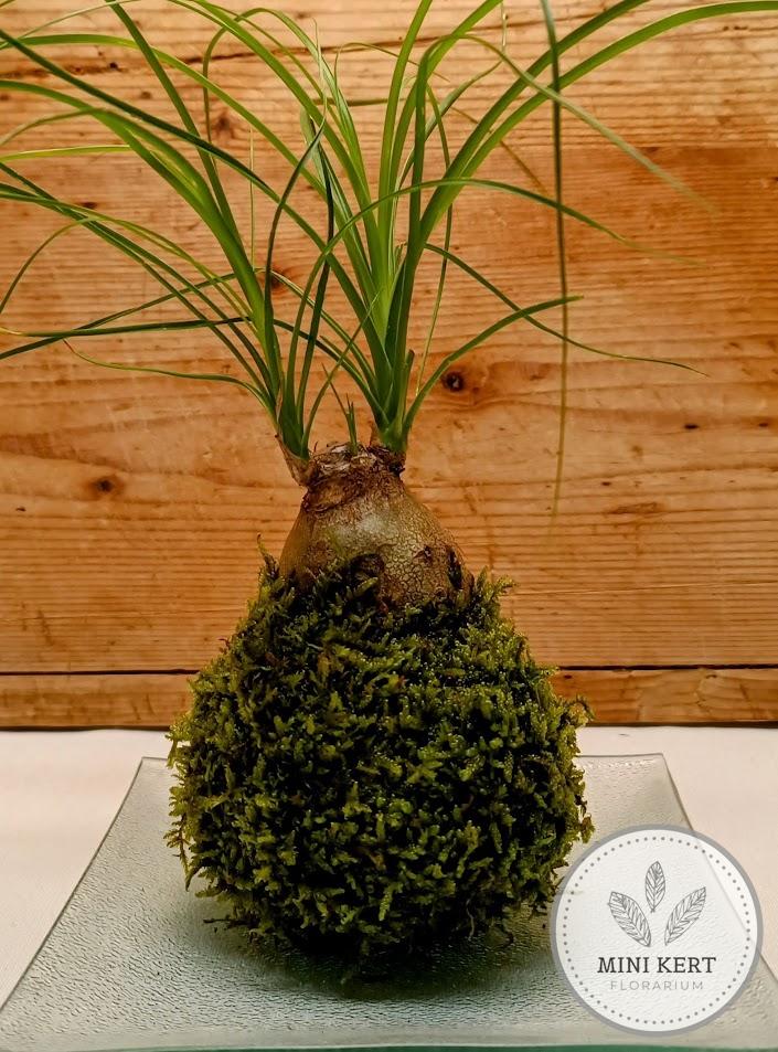 Elefántláb kokedama - vastag