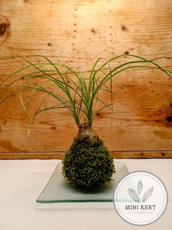 Elefántláb kokedama - vastag
