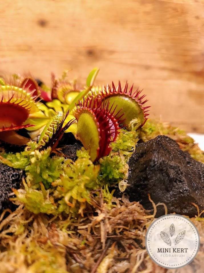 Húsevő növény florárium Vénusz légycsapója