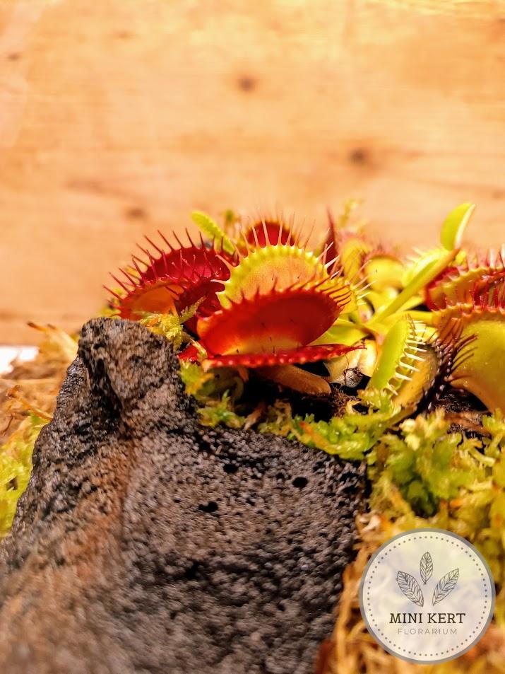 Húsevő növény florárium Vénusz légycsapója