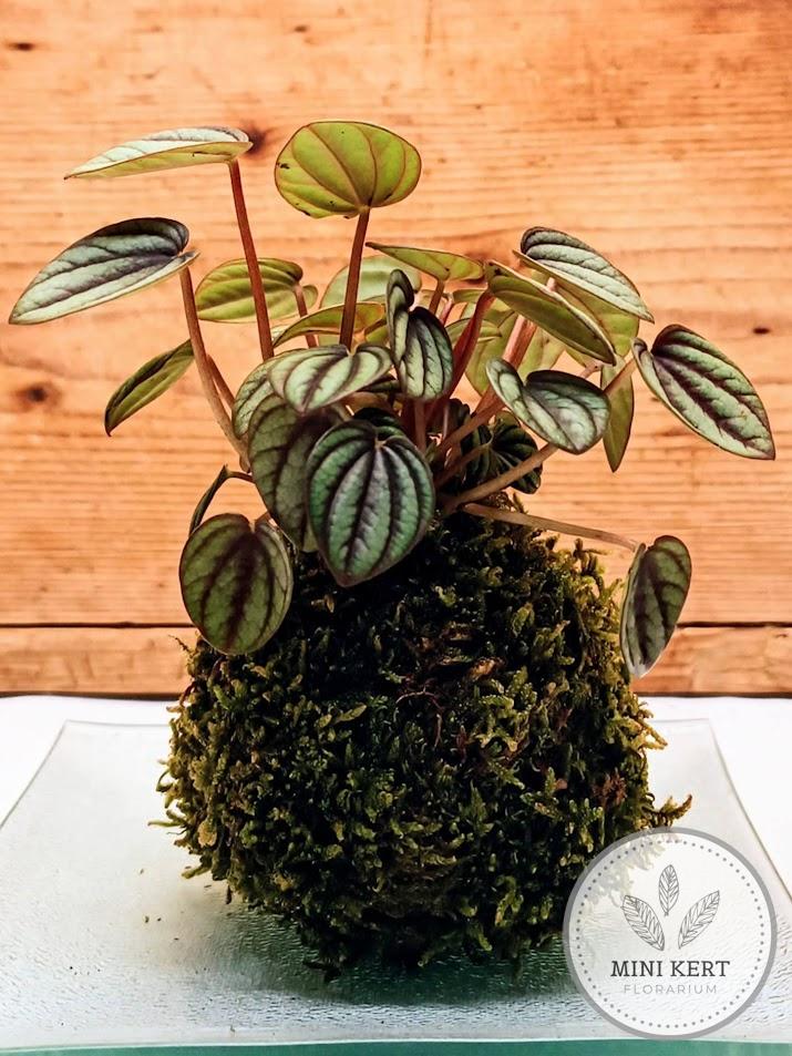 Peperomia kokedama