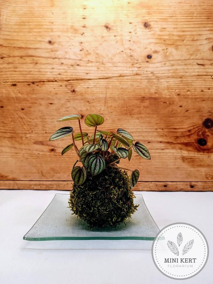 Peperomia kokedama