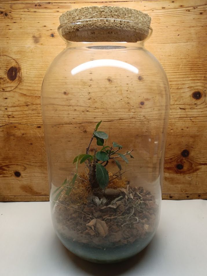Magas üvegtartály Bonsai Ginseng felújítás előtt