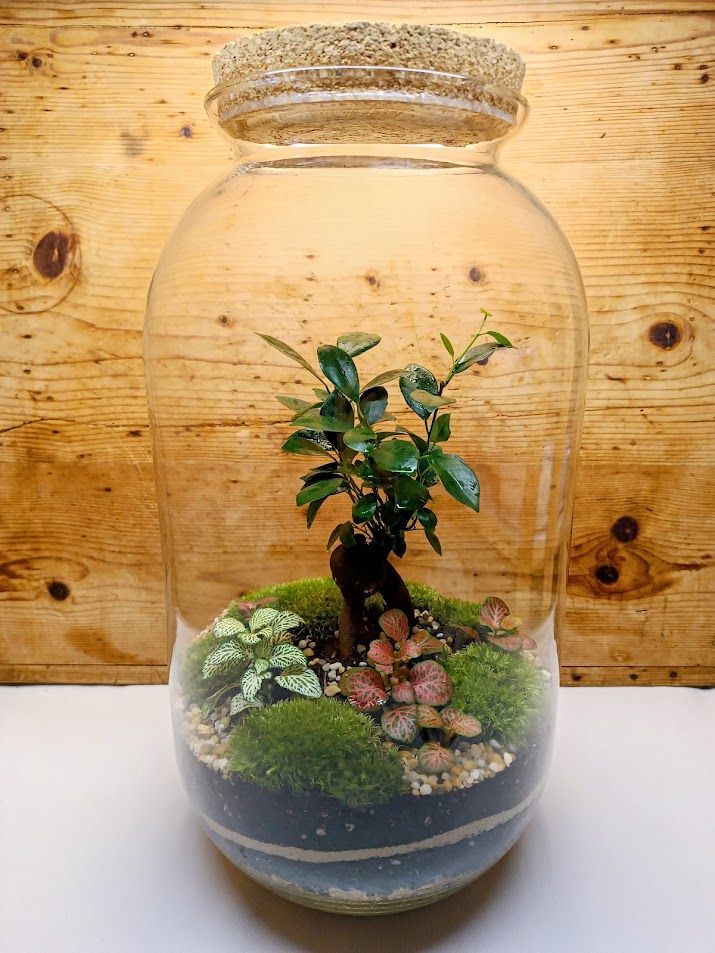 Magas üvegtartály Bonsai Ginseng felújítás után