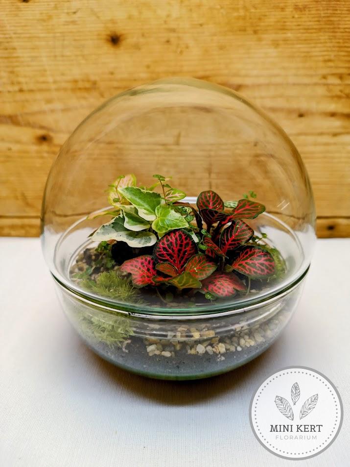 Mini biodome florárium