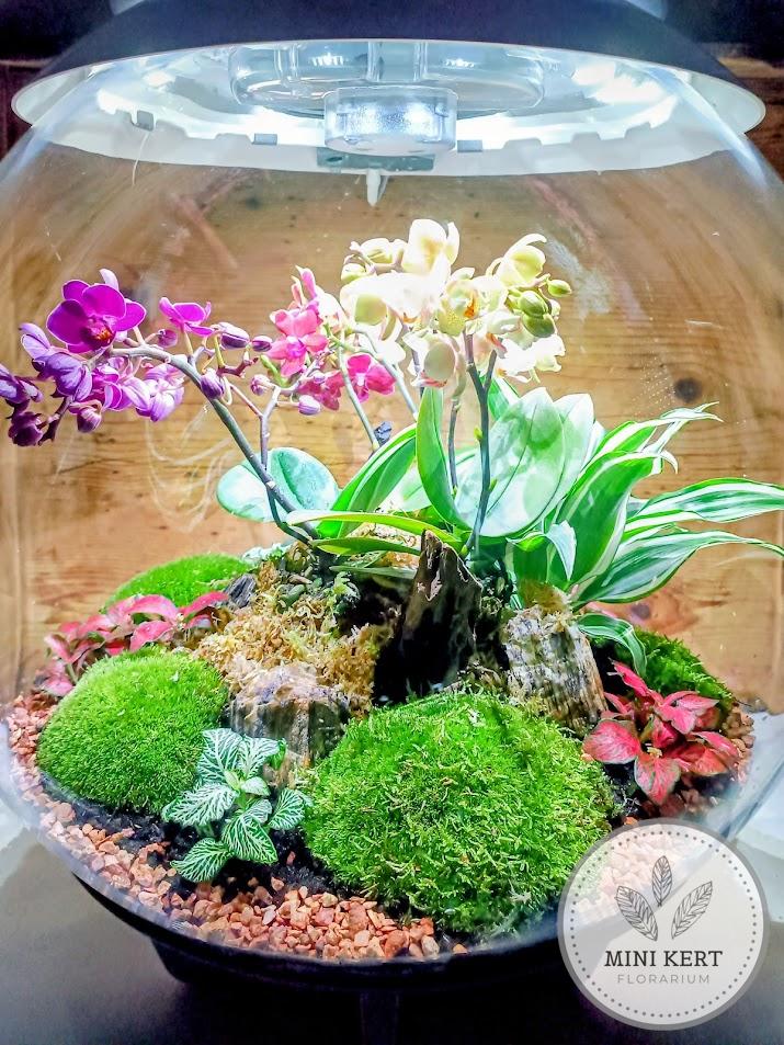 Biorb Air 60 florárium beültetése