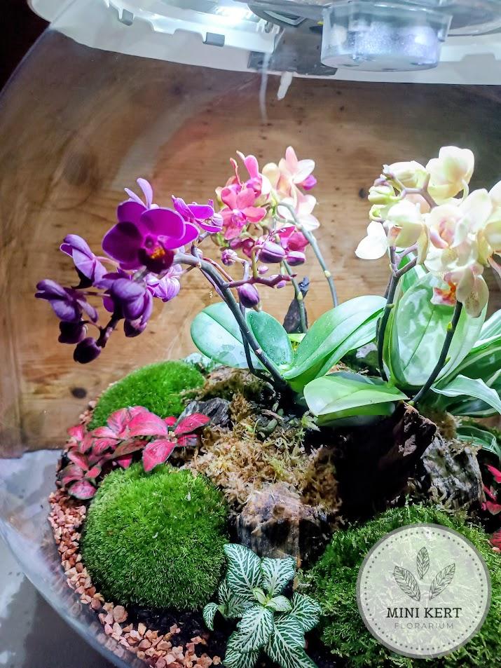 Biorb Air 60 florárium beültetése