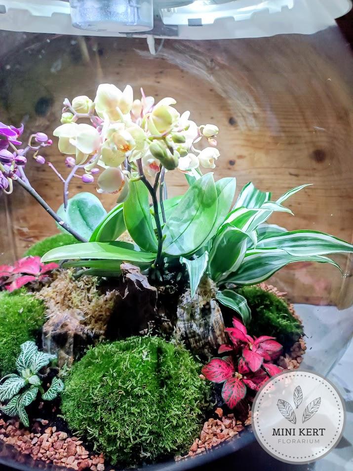 Biorb Air 60 florárium beültetése