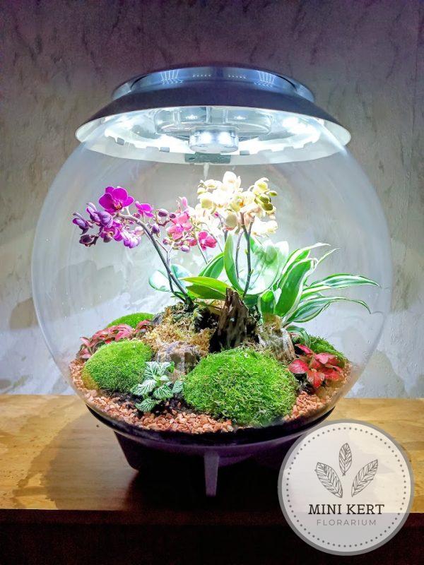 Biorb Air 60 florárium beültetése