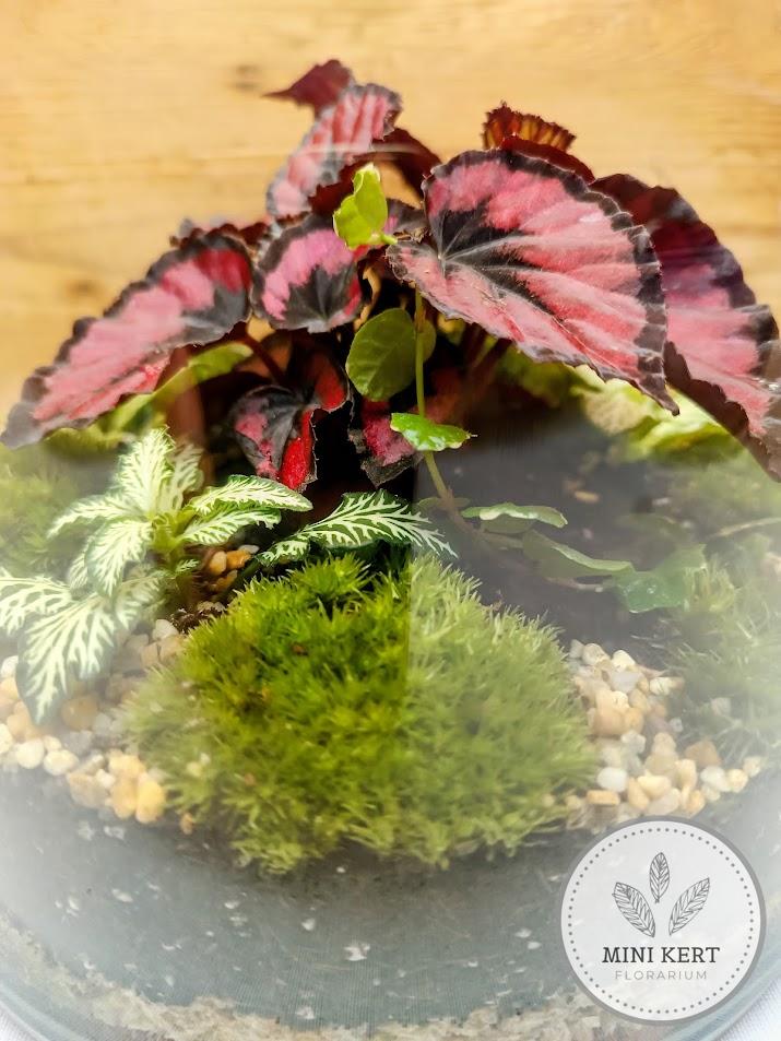 Florárium cukorkás üvegben növények