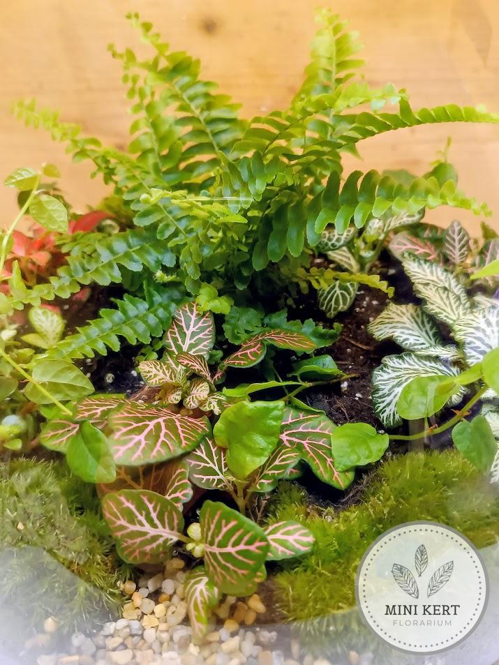 Nagy lombikformájú florárium parafatetővel - páfrány
