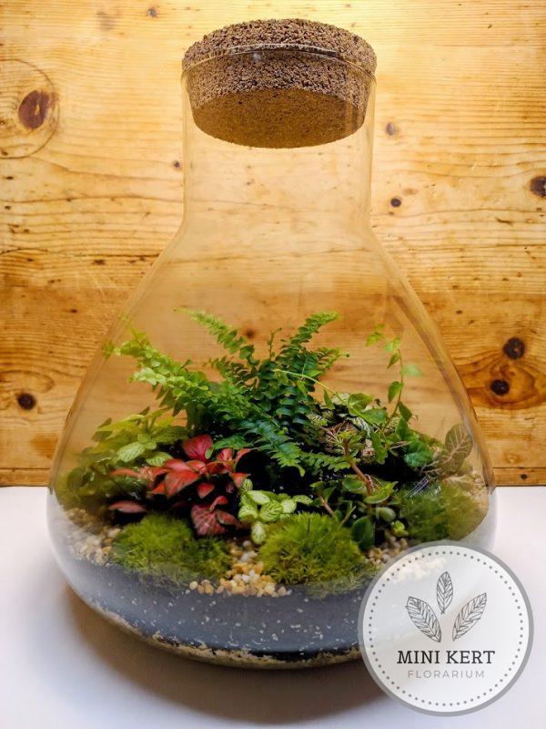 Nagy lombikformájú florárium parafatetővel - páfrány