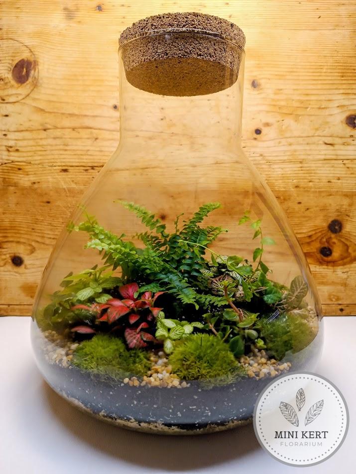 Nagy lombikformájú florárium parafatetővel - páfrány