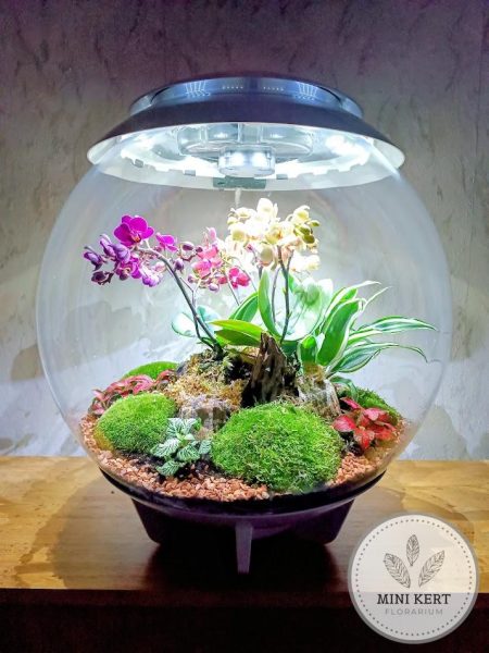 Biorb Air 60 florárium beültetése