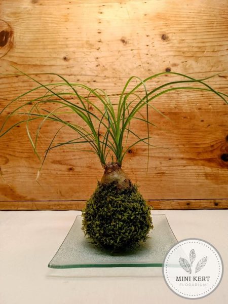 Elefántláb kokedama - vastag