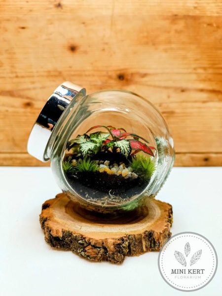 Mini döntött florárium fakorongon