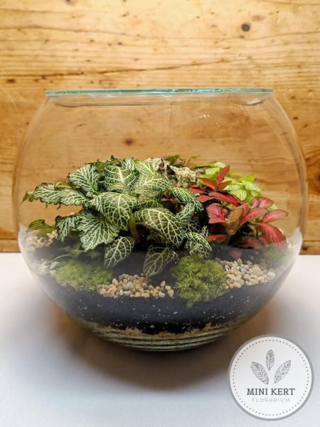 Üveggömb florárium - Fittóniák sziklával