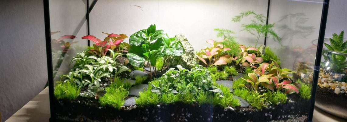 akvarium-florarium