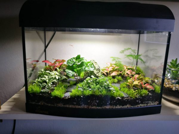akvarium-florarium