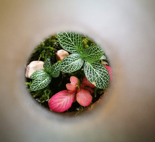 fittonia_ketfele_2