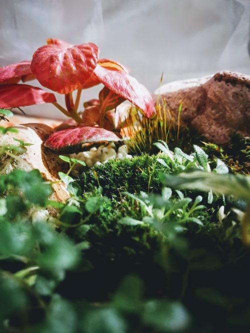 fittonia_mohaval