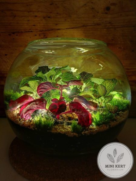 florarium-hangulatvilagitassal