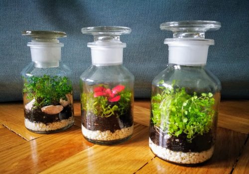 Florárium hozott üvegbe