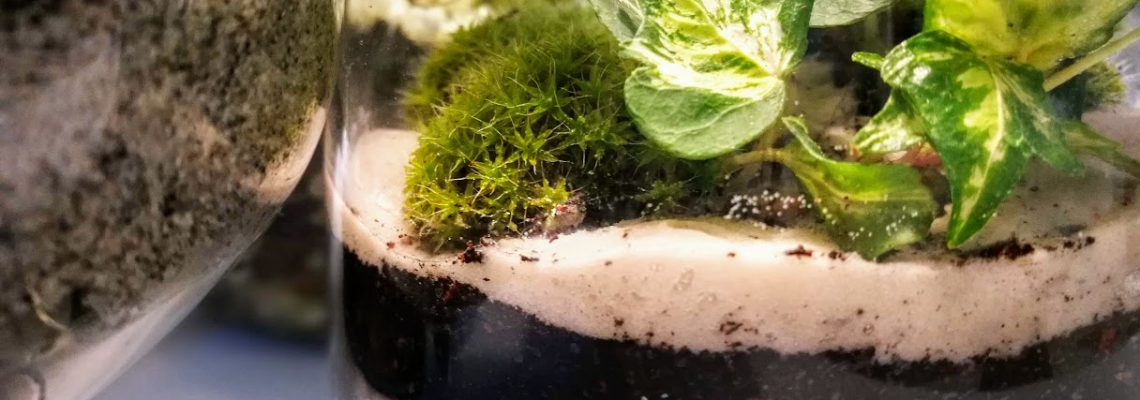 homokreteg_florariumban