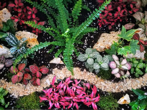 noveny-terrarium-felulnezet