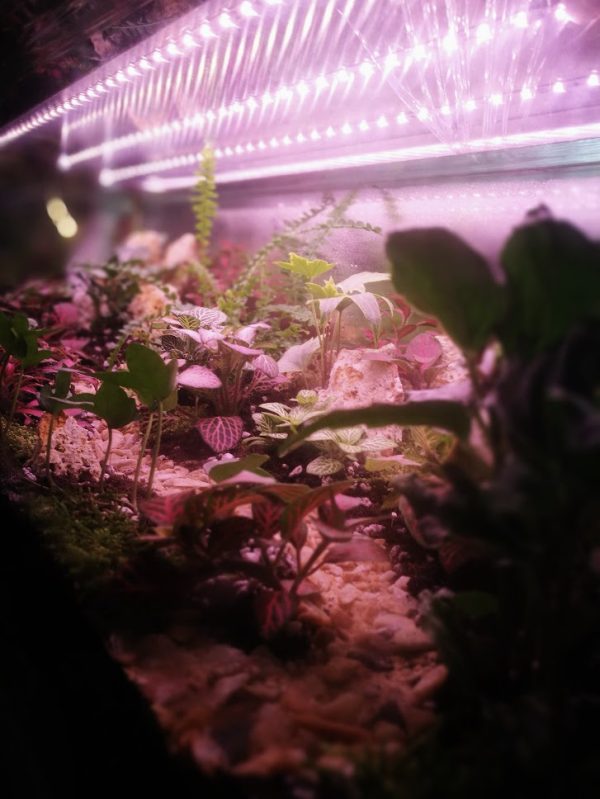 növény terrárium teljes spektrumú világítással